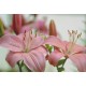 Pink lIlies - Only for Patras city