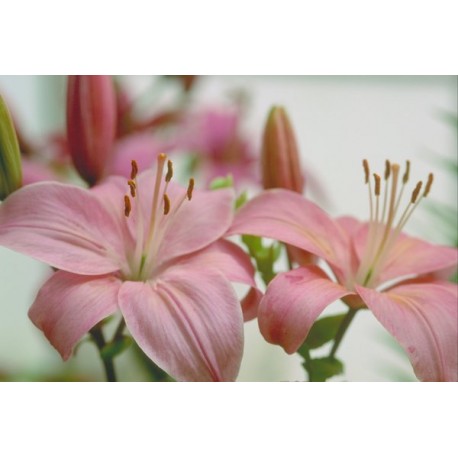 Pink lIlies - Only for Patras city