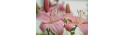 Pink lIlies - Only for Patras city