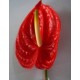 Anthurium red - Only for Patras city