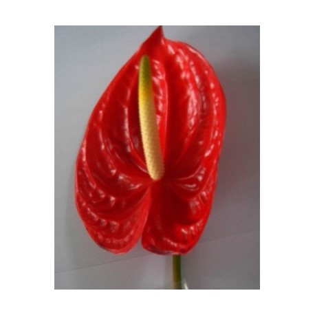 Anthurium red - Only for Patras city