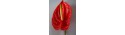 Anthurium red - Only for Patras city