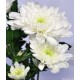 Chrysanthemum white - Only for Patras city