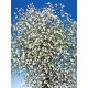 Gypsophila white - Only for Patras city