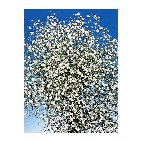 Gypsophila white - Only for Patras city