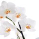 Orchid Falenopsis White - Only for Patras city