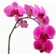 Orchid Falenopsis pink - Only for Patras city