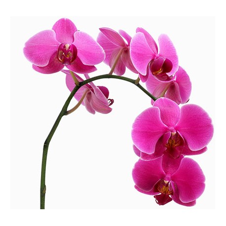 Orchid Falenopsis pink - Only for Patras city