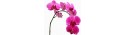 Orchid Falenopsis pink - Only for Patras city