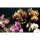 Orchid Falenopsis mixed - Only for Patras city