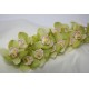 Orchid Cymbidium Green - Only for Patras city