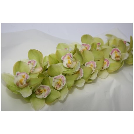 Orchid Cymbidium Green - Only for Patras city