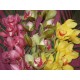 Orchid Cymbidium mixed - Only for Patras city