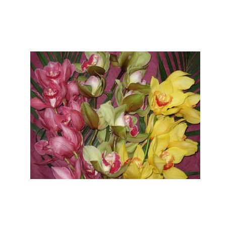 Orchid Cymbidium mixed - Only for Patras city