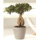 Bonsai 65cm  - Delivery Patras city