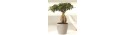 Bonsai 65cm  - Delivery Patras city