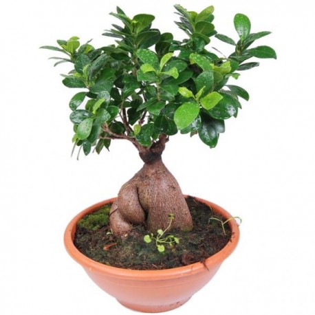 Bonsai 30cm  - Delivery Patras city