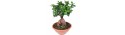 Bonsai 30cm  - Delivery Patras city