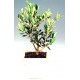 Olea Bonsai 25cm  - Delivery Patras city