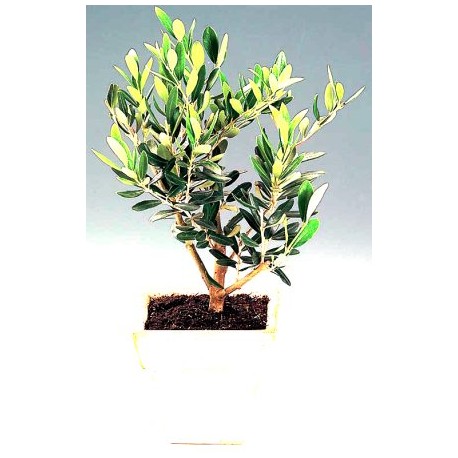 Olea Bonsai 25cm  - Delivery Patras city