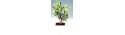 Olea Bonsai 25cm  - Delivery Patras city