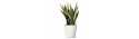 Sansevieria  - Delivery Patras city