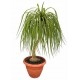 Ponytail Palm Tree  - Delivery Patras city