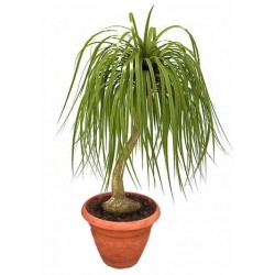 Ponytail Palm Tree  - Delivery Patras city