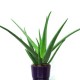 Aloe Vera plant  - Delivery Patras city