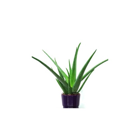 Aloe Vera plant  - Delivery Patras city