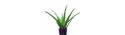 Aloe Vera plant  - Delivery Patras city