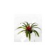 Guzmania minor bromeliads