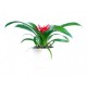 Guzmania minor bromeliads