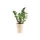 Zamioculcas Small