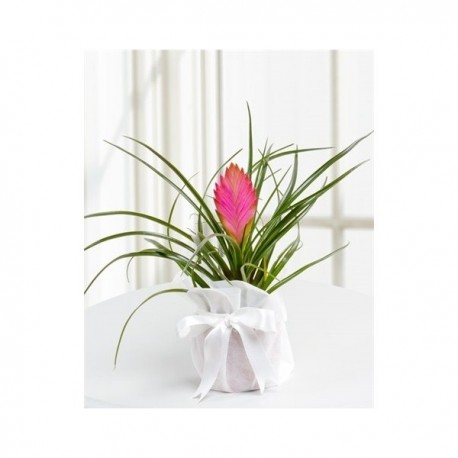 Tillandsia