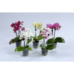 Phalaenopsis Orchid mini - Varius colour