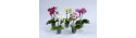 Phalaenopsis Orchid mini - Varius colour