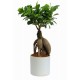 Bonsai small