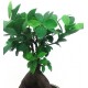 Bonsai small