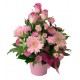 Flowers pink in caspo