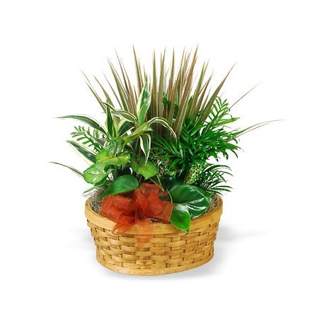 Basket with indoor plants