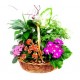 Basket mix plants