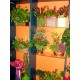 Patras florist