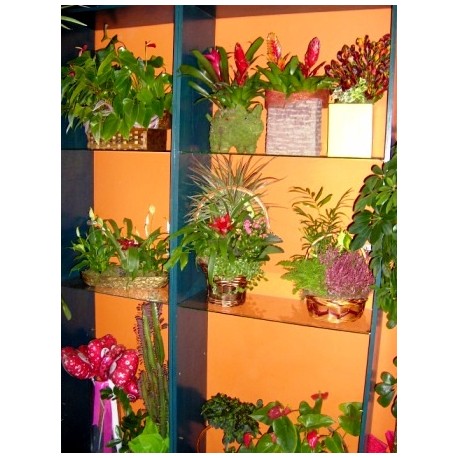 Patras florist